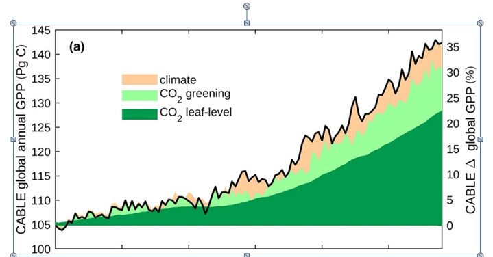 Afbeelding 2: De toename van de bruto primaire productie (omzetting van CO₂) vanaf 1900. Bron: Havard et al., 2019